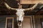 Cow skull hanging in a simulated old west town in Arizona, USA. Art Print